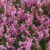 Heather