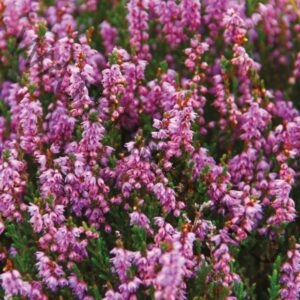 Heather